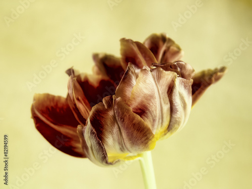 tulip close-up (128) photo