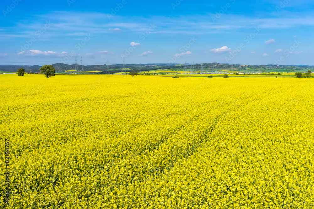 aerial view rural landscape with blooming rape at the north Gree aerial view rural landscape with blooming rape at the north Gree