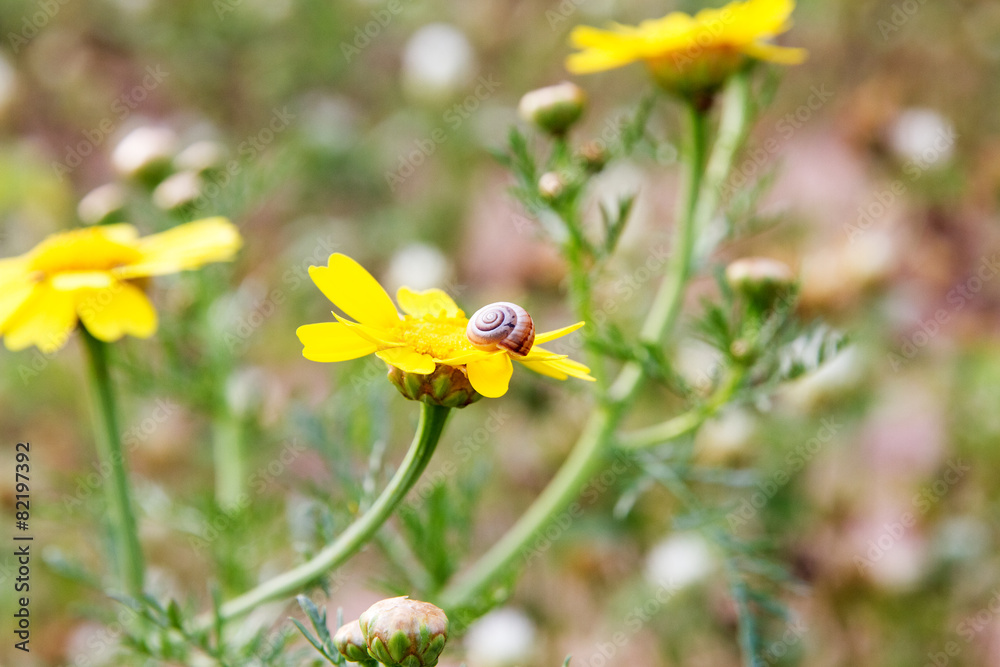 Yellow daisy and snail on a flower. Yellow daisy and snail on a flower.