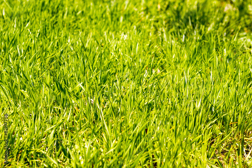 Fototapeta Naklejka Na Ścianę i Meble -  Green grass on sunny day