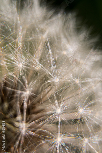 Close up dandelion s plumed head