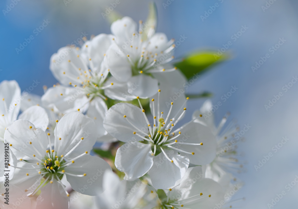 Cherry blossom