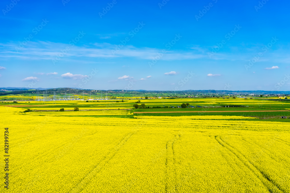 Obraz premium aerial view rural landscape with blooming rape at the north Gree