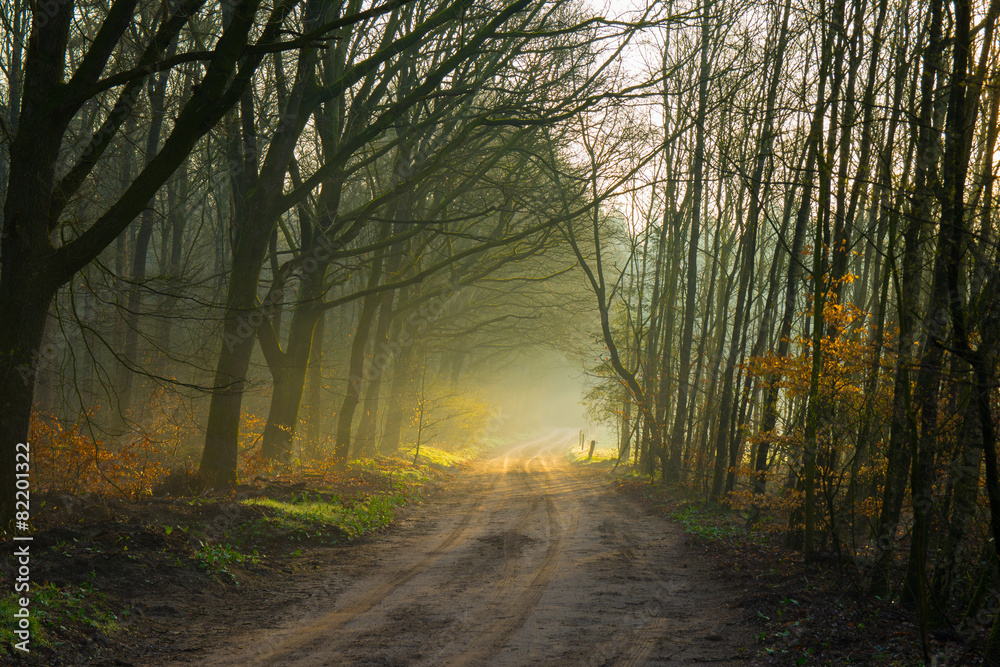 Fototapeta premium Ochtend op de veluwse heide 3