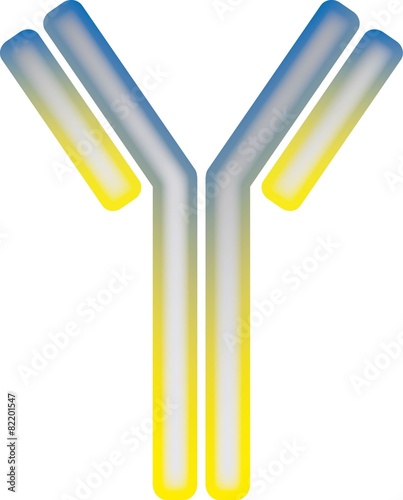 antibody molecule