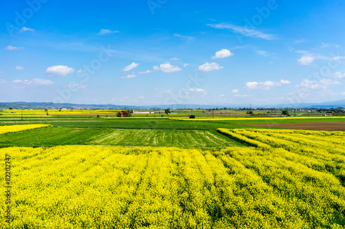 aerial view rural landscape with blooming rape at the north Gree