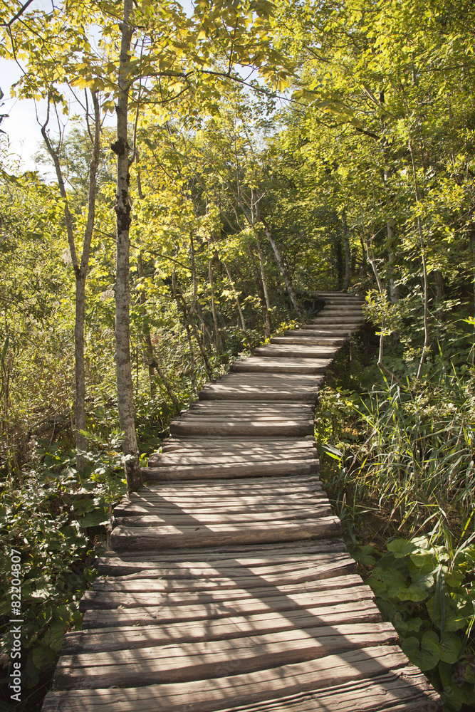 Wooden walkway in forest Wooden walkway in forest