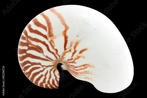 Nautilus Shell isolated