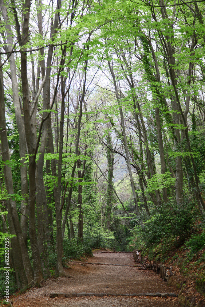 bosque bosque