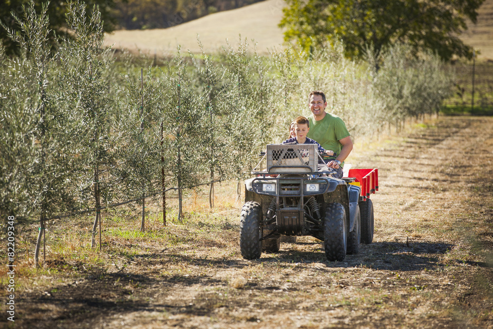 Father driving son on four wheeler in olive grove Father driving son on four wheeler in olive grove