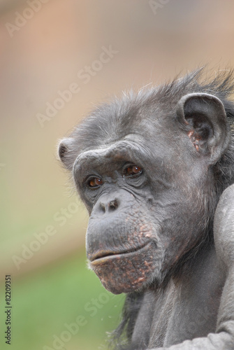 Chimp Profile © Rusty Dodson