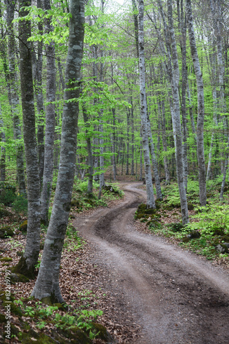 fageda