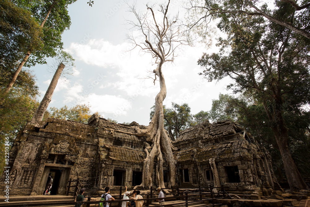 Obraz premium Ta Prohm tree over roof