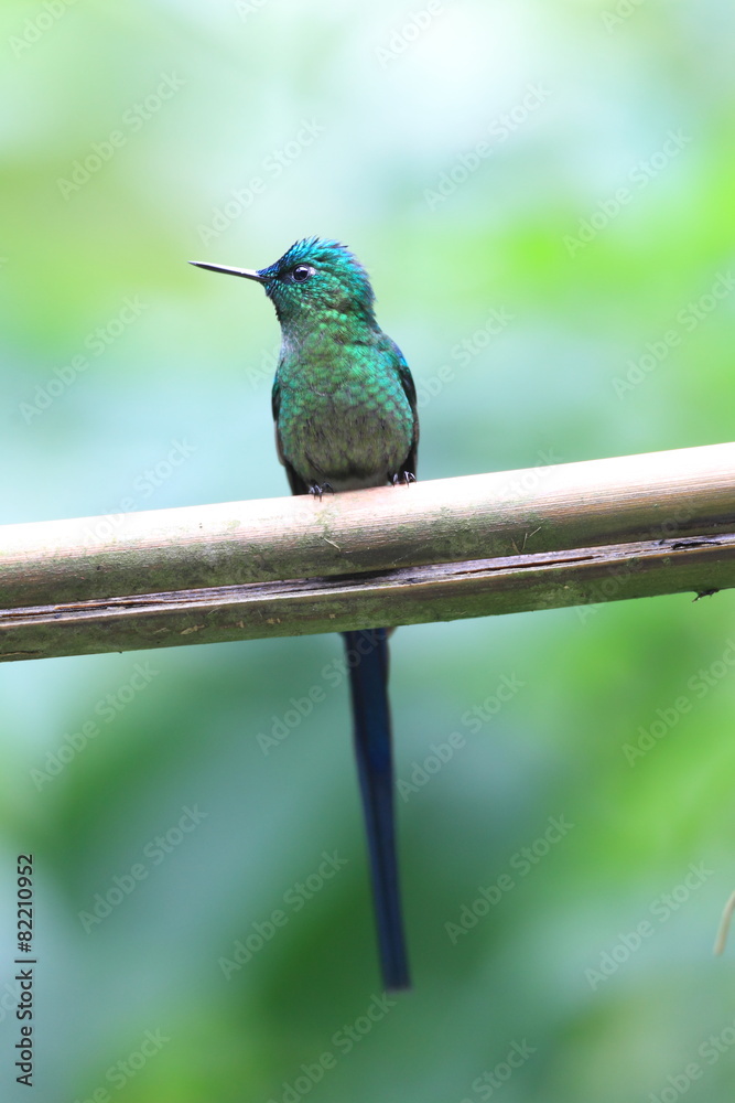 Obraz premium Long-tailed Sylph (Aglaiocercus kingi) in Ecuador