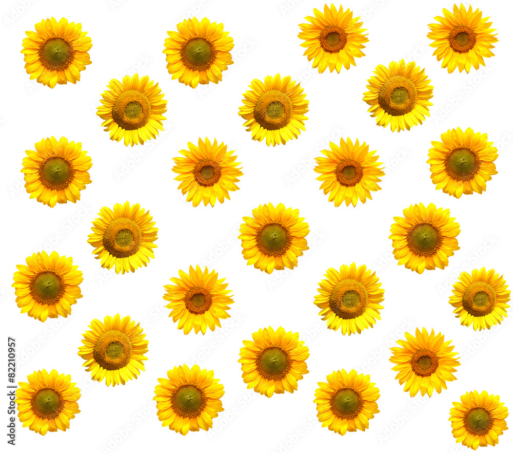 Sunflowers collection Sunflowers collection