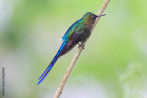 Violet-tailed Sylph (Aglaiocercus coelestis) in Ecuador