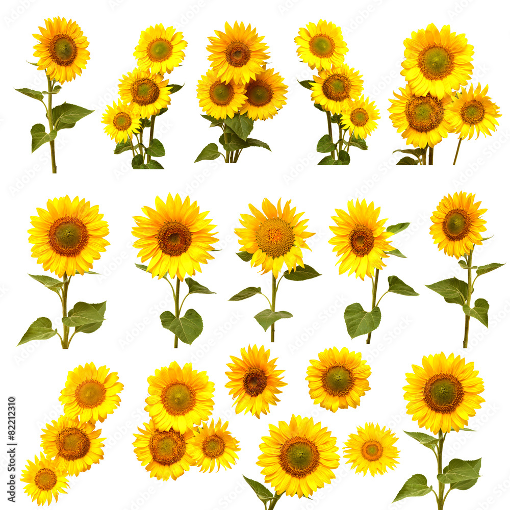 Fototapeta premium Sunflowers collection