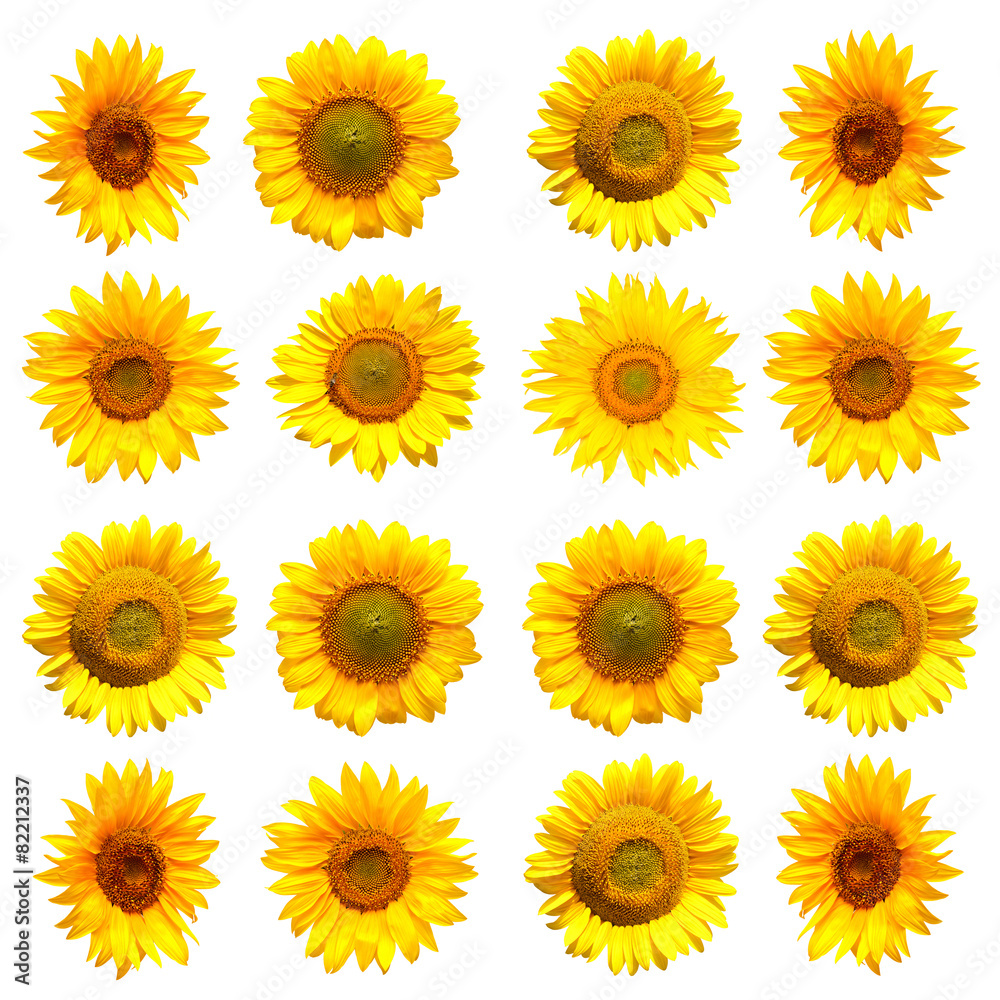 Sunflowers collection