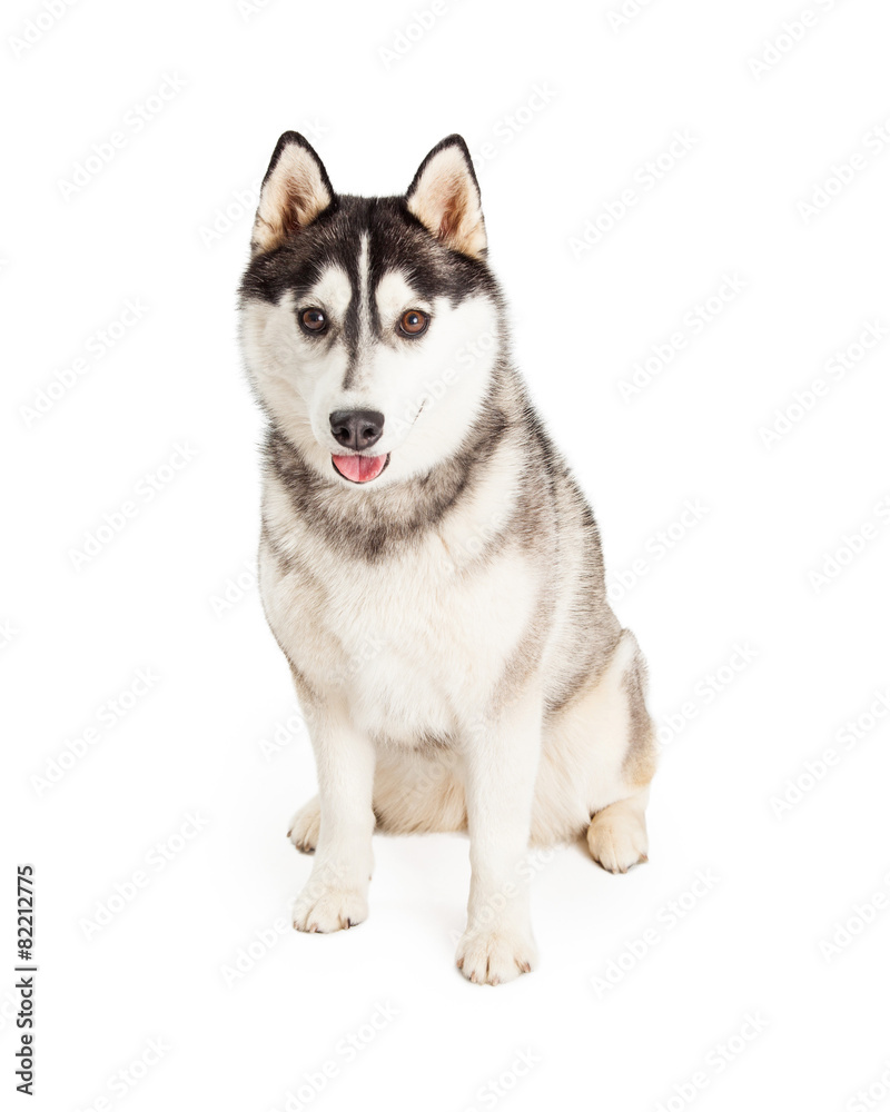 Large Adult Siberian Husky Dog