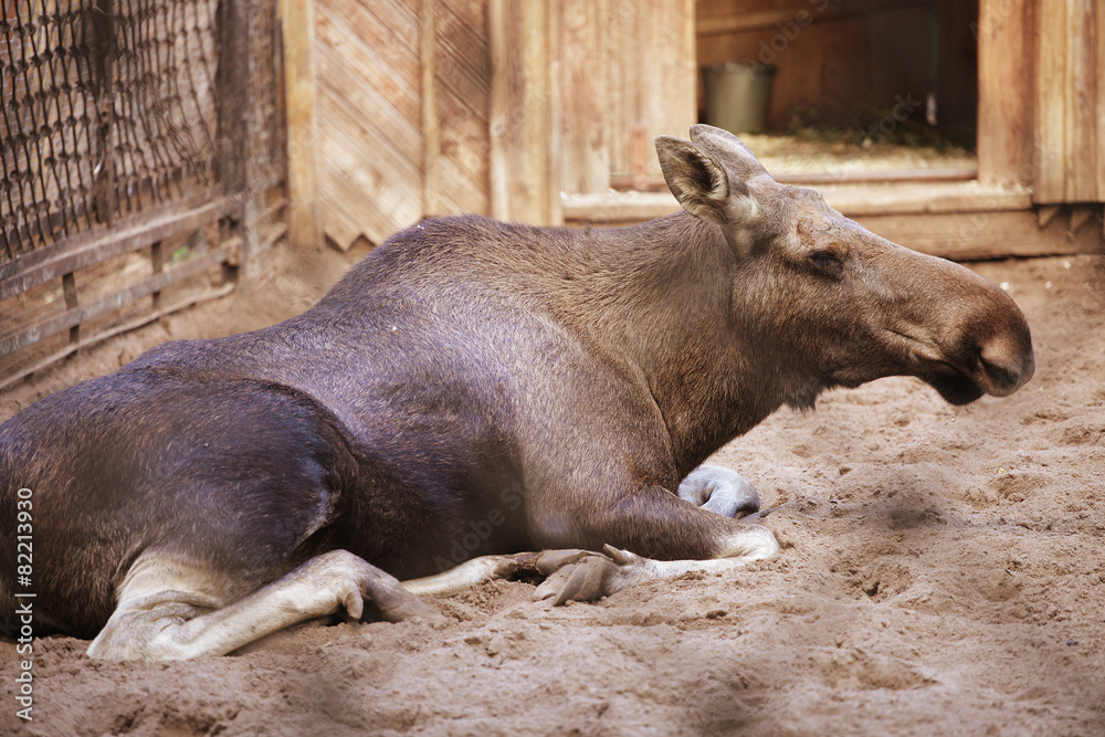 Fototapeta premium moose at the zoo