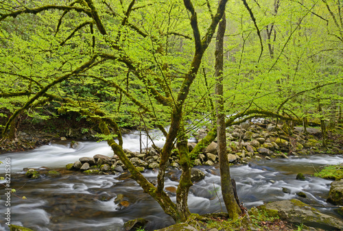 White water stream in spring in the Smokies.