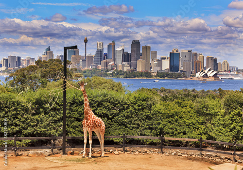 Photography Sydney City Whole Giraffe