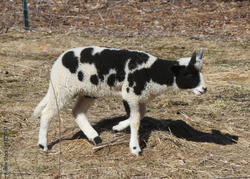 Spotted lamb