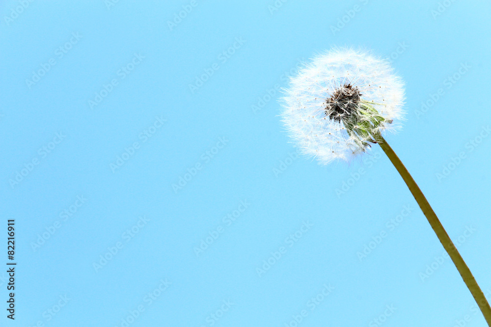 custom made wallpaper toronto digitalタンポポ綿毛