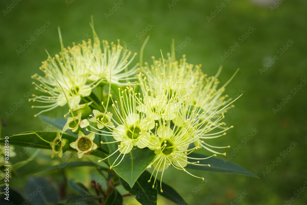 Golden penda flower (Xanthostemon chrysanthus). Golden penda flower (Xanthostemon chrysanthus).