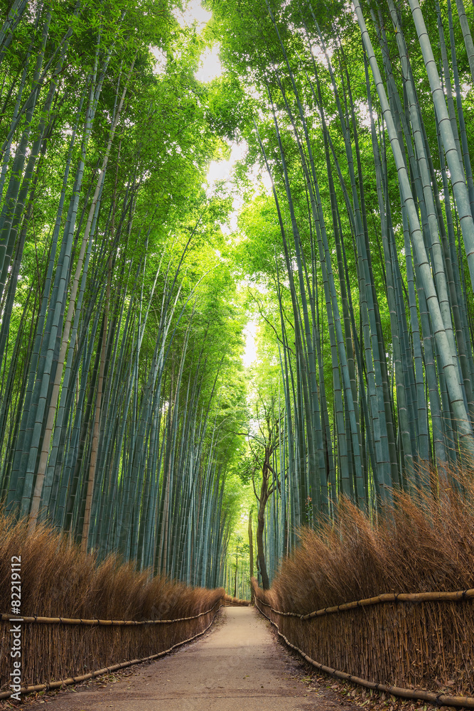 Fototapeta premium Bambusowy las w Japonii, Arashiyama, Kioto