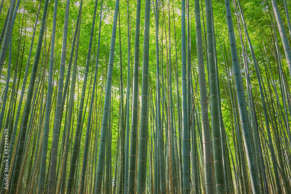 arashiyama bamboo forest, Kyoto, Japan arashiyama bamboo forest, Kyoto, Japan