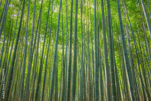 arashiyama bamboo forest, Kyoto, Japan