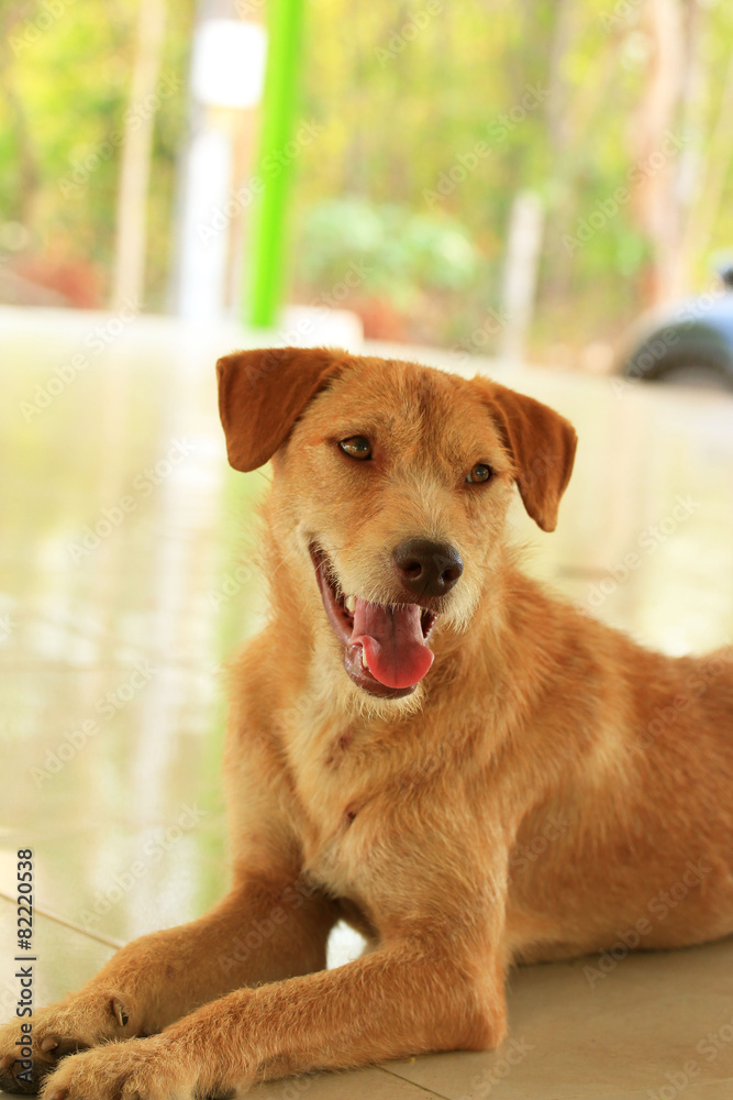 Dog looking Dog looking