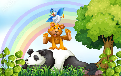 Animals and jungle