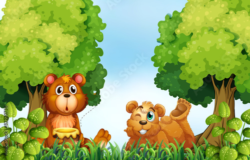 Bears and forest