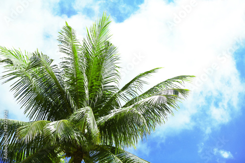 Green leaves of exotic palm trees and blue sky