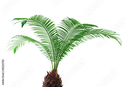 Εκτύπωση καμβά Green leaves of sago palm tree isolated on white