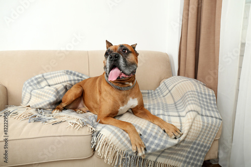 Cute dog lying on sofa, on home interior background © Africa Studio