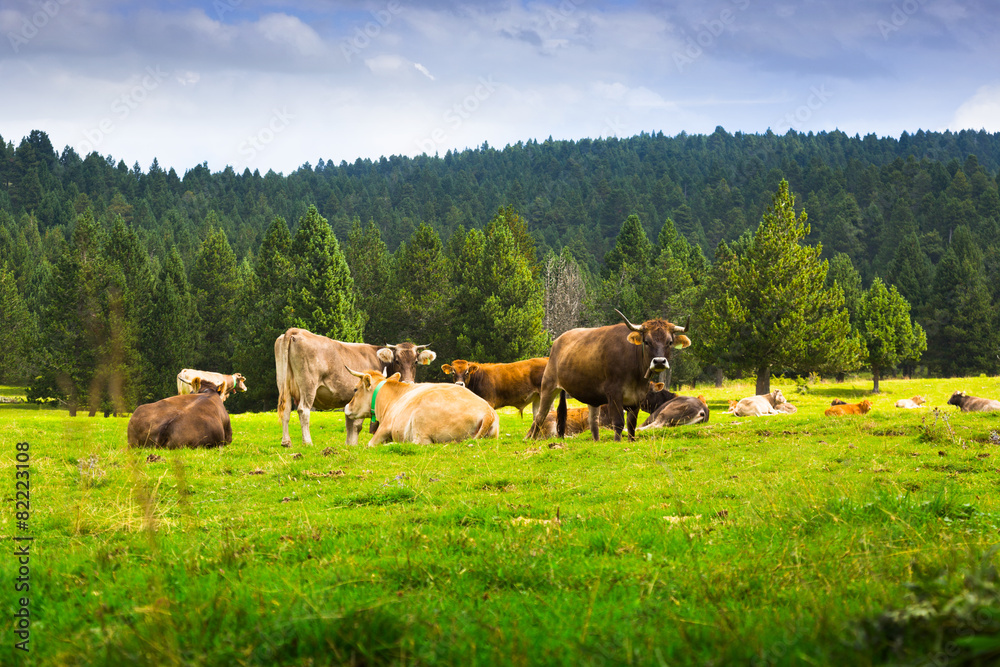Naklejka premium Few cows in meadow