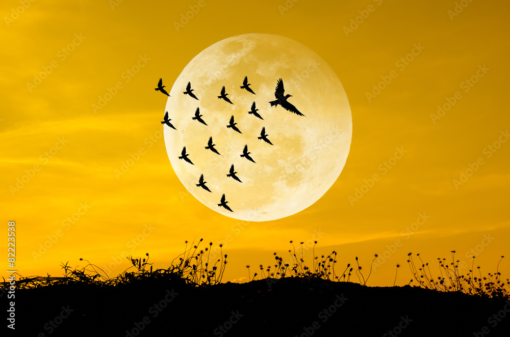 Fototapeta premium Big moon and birds silhouettes background sun set. Leadership Co
