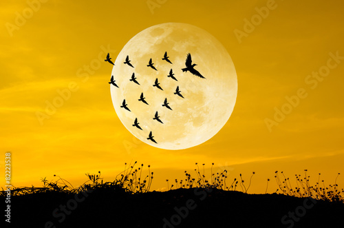 Big moon and birds silhouettes background sun set. Leadership Co