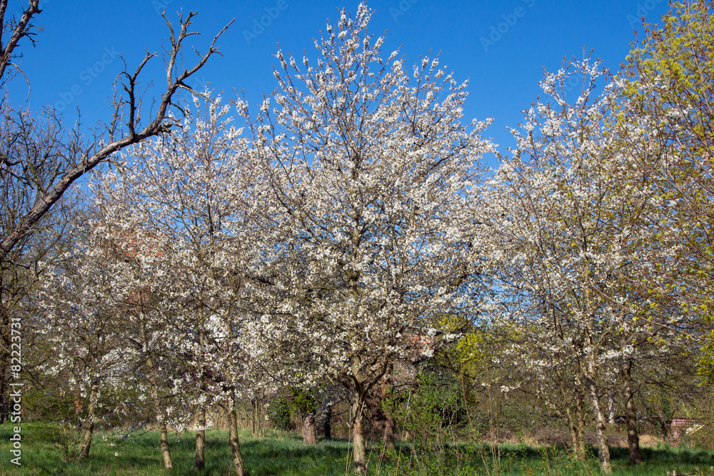 Kirschblüten an einem Kirschbaum Kirschblüten an einem Kirschbaum