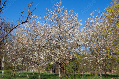 Kirschbl  ten an einem Kirschbaum
