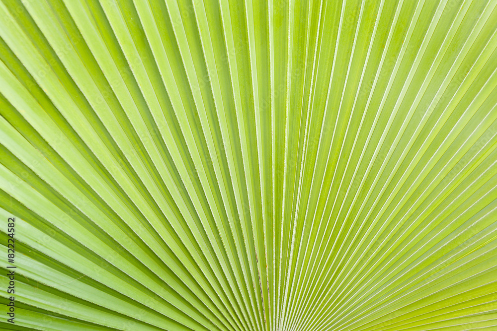 feuille de latanier tropical, pliage accordéon feuille de latanier tropical, pliage accordéon