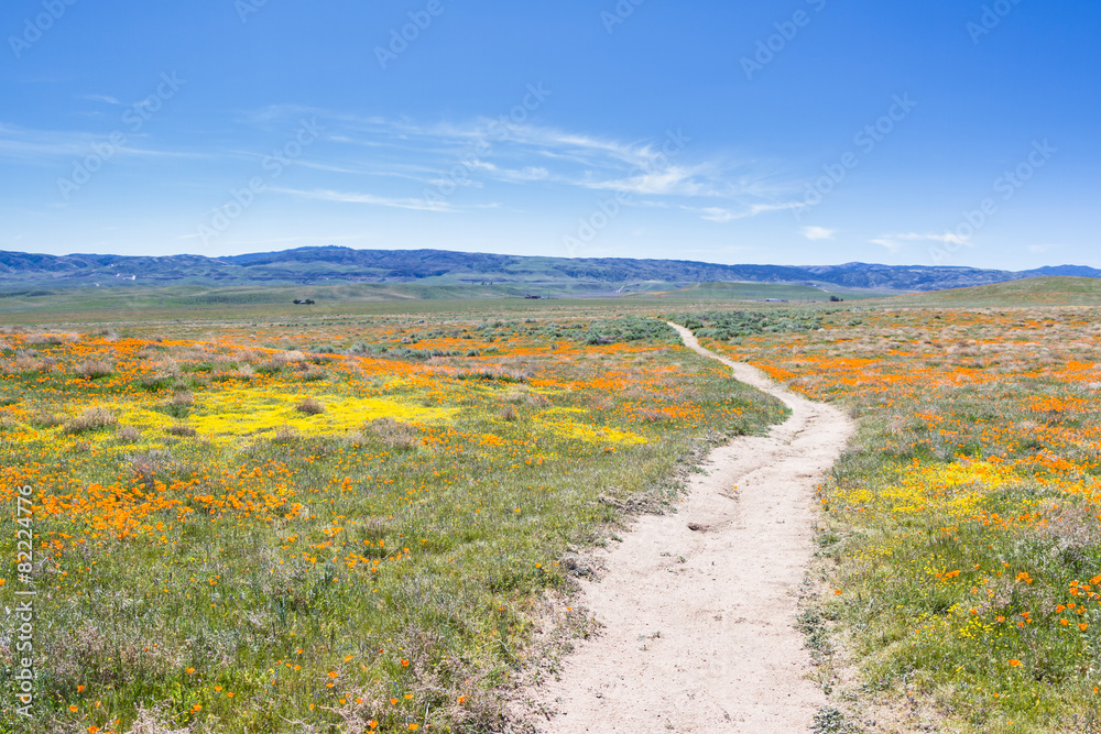 Naklejka premium California Poppies -Eschscholzia californica