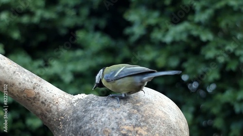 Wood Nuthatch (Sitta europaea) ws Great tit