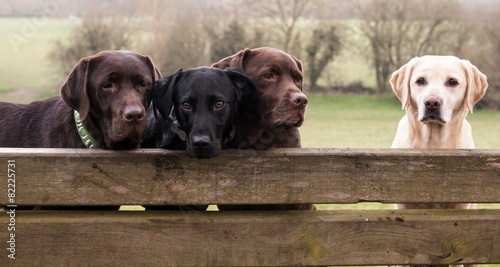 Canvas Print four labradors