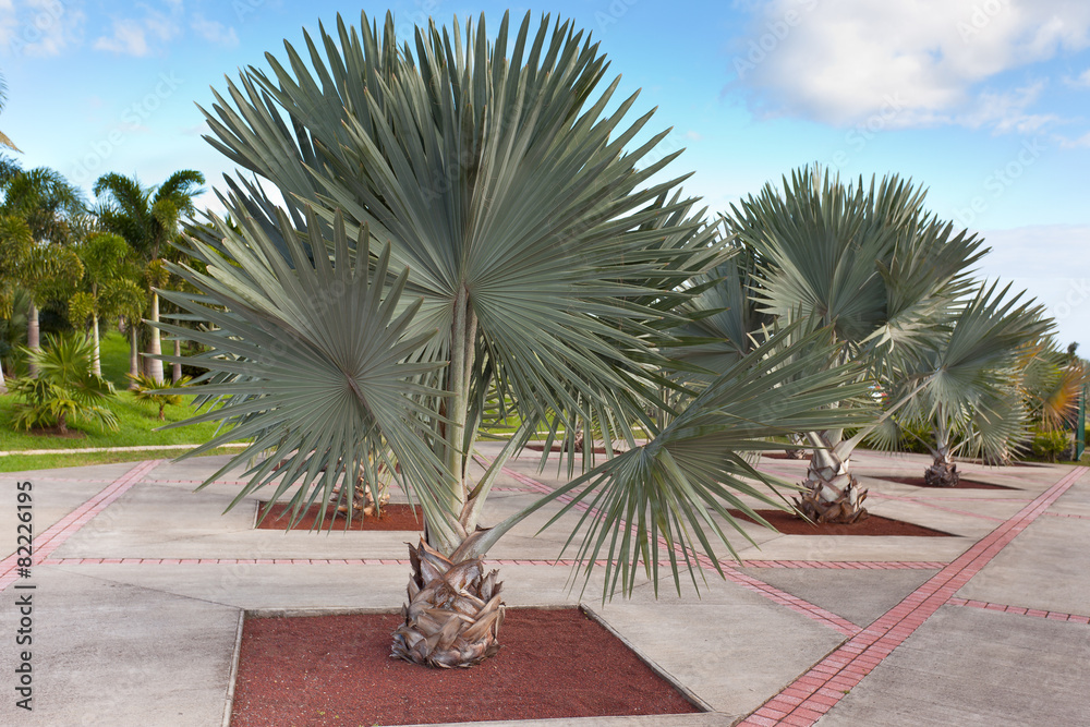 parc des palmiers, Tampon, île de la Réunion Stock Photo | Adobe Stock