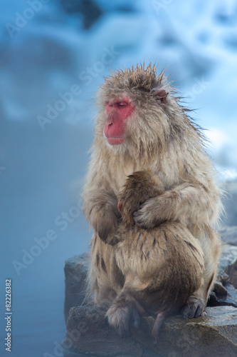 Snow monkey Macaque Onsen © vichie81