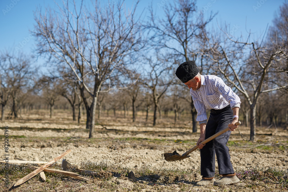 Senior man planting a plum tree Senior man planting a plum tree
